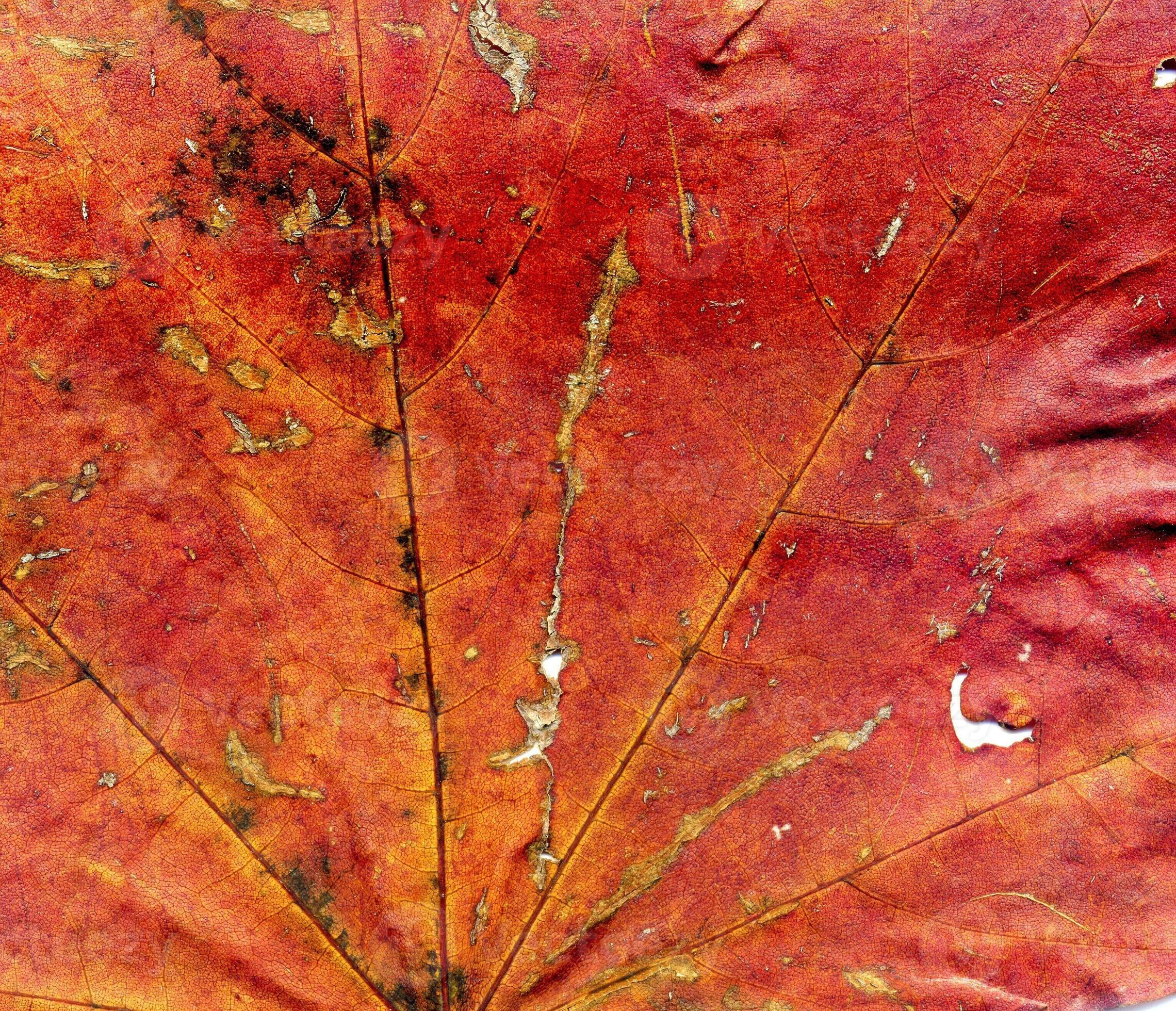 Detailed Fall Maple Leaf Texture 11473001 Stock Photo at Vecteezy