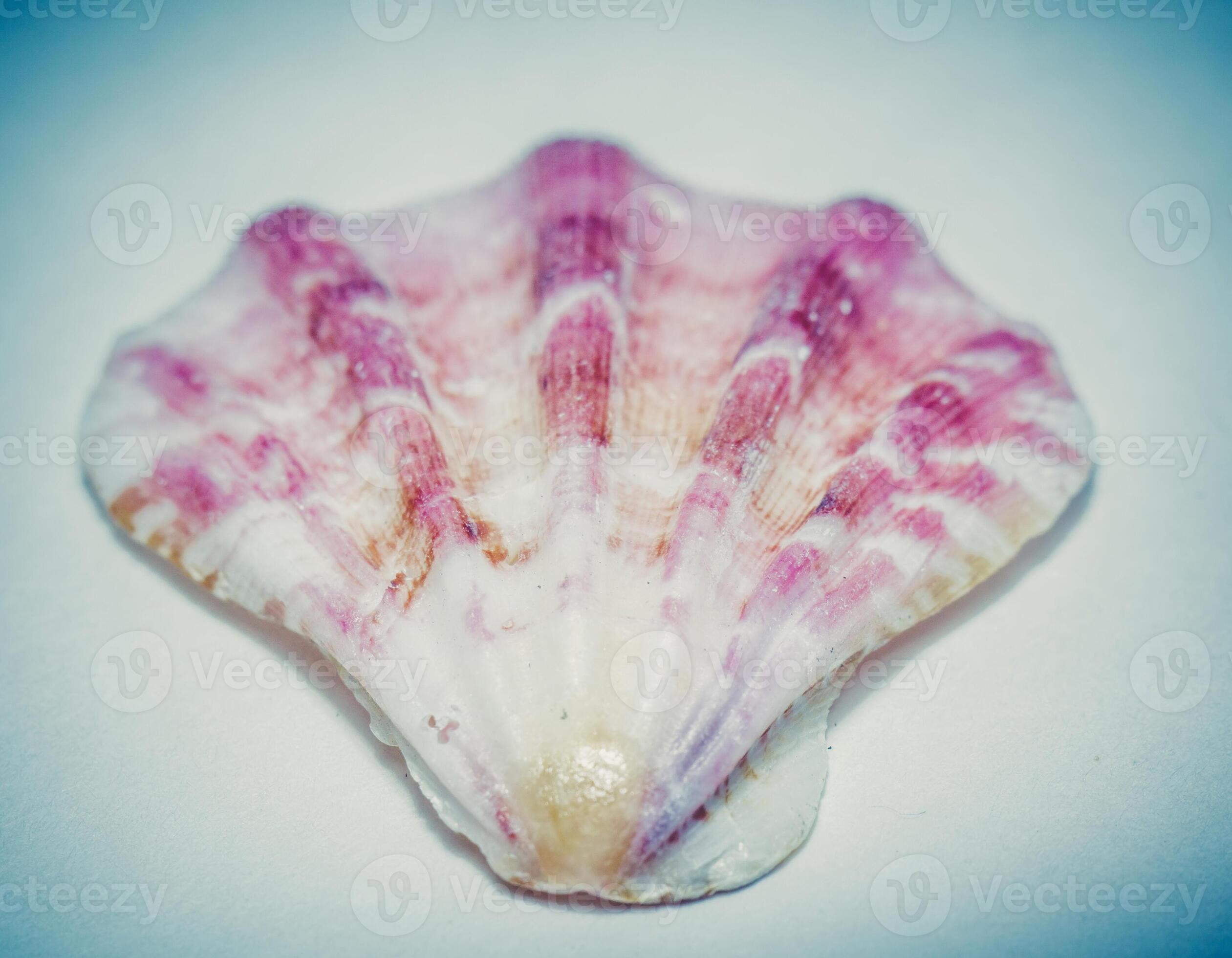 Scallop Seashell Macro 11473152 Stock Photo at Vecteezy
