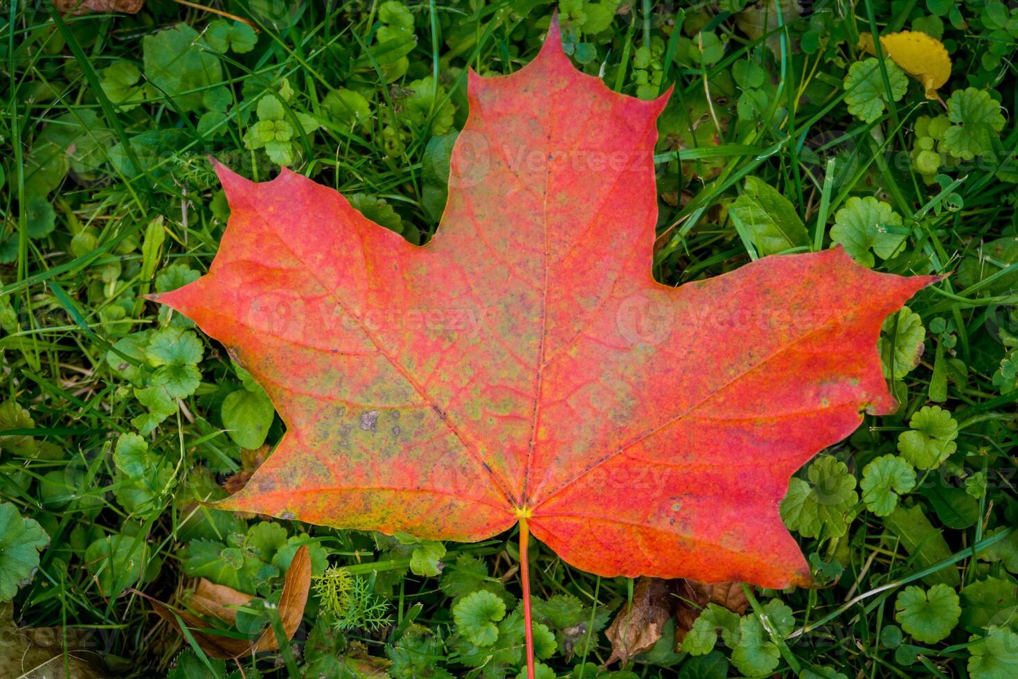 Big Red Maple Leaf 11474164 Stock Photo At Vecteezy Big Red Maple Leaf 11474164 Stock Photo At Vecteezy