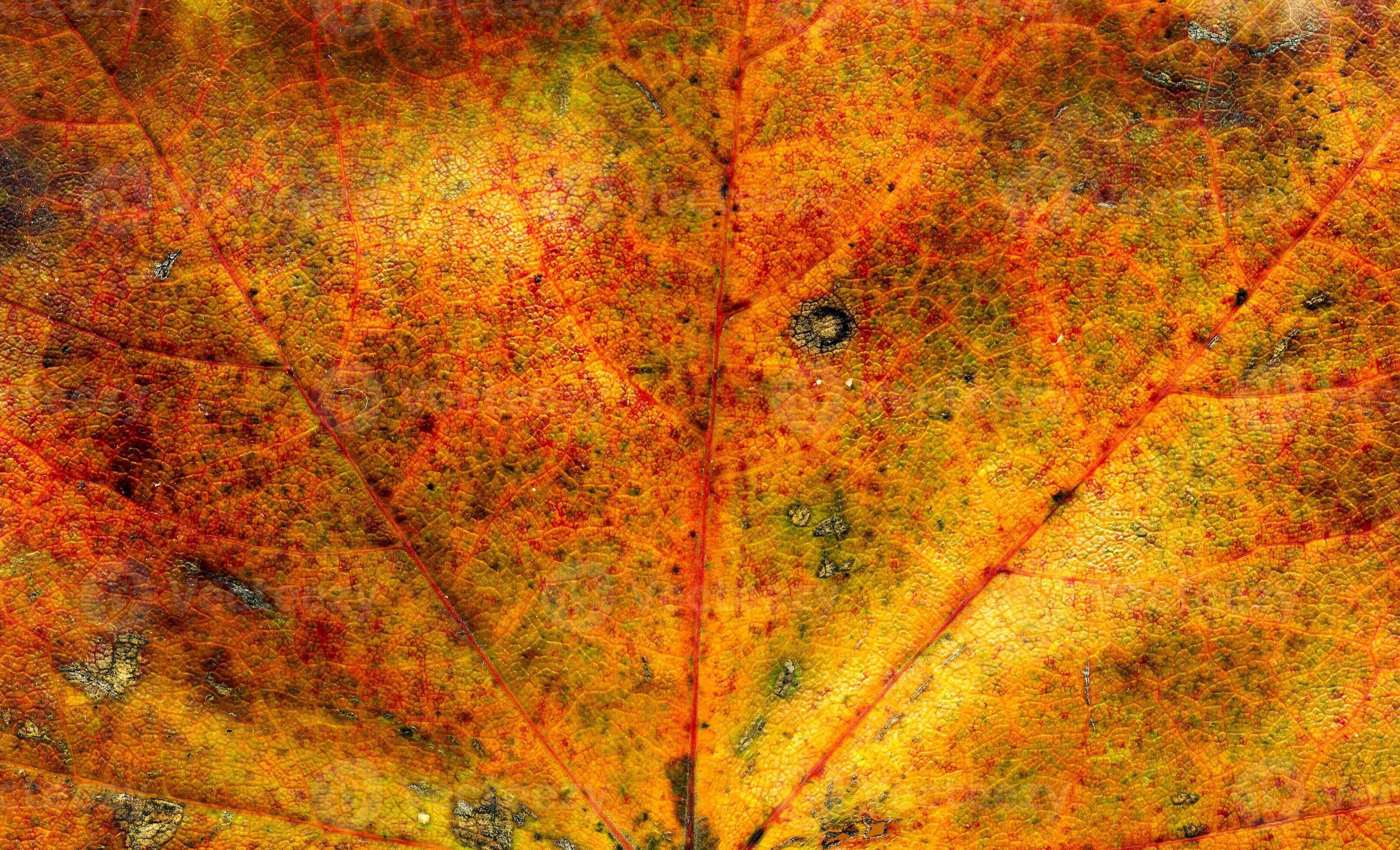 Fall maple leaf texture 11475665 Stock Photo at Vecteezy