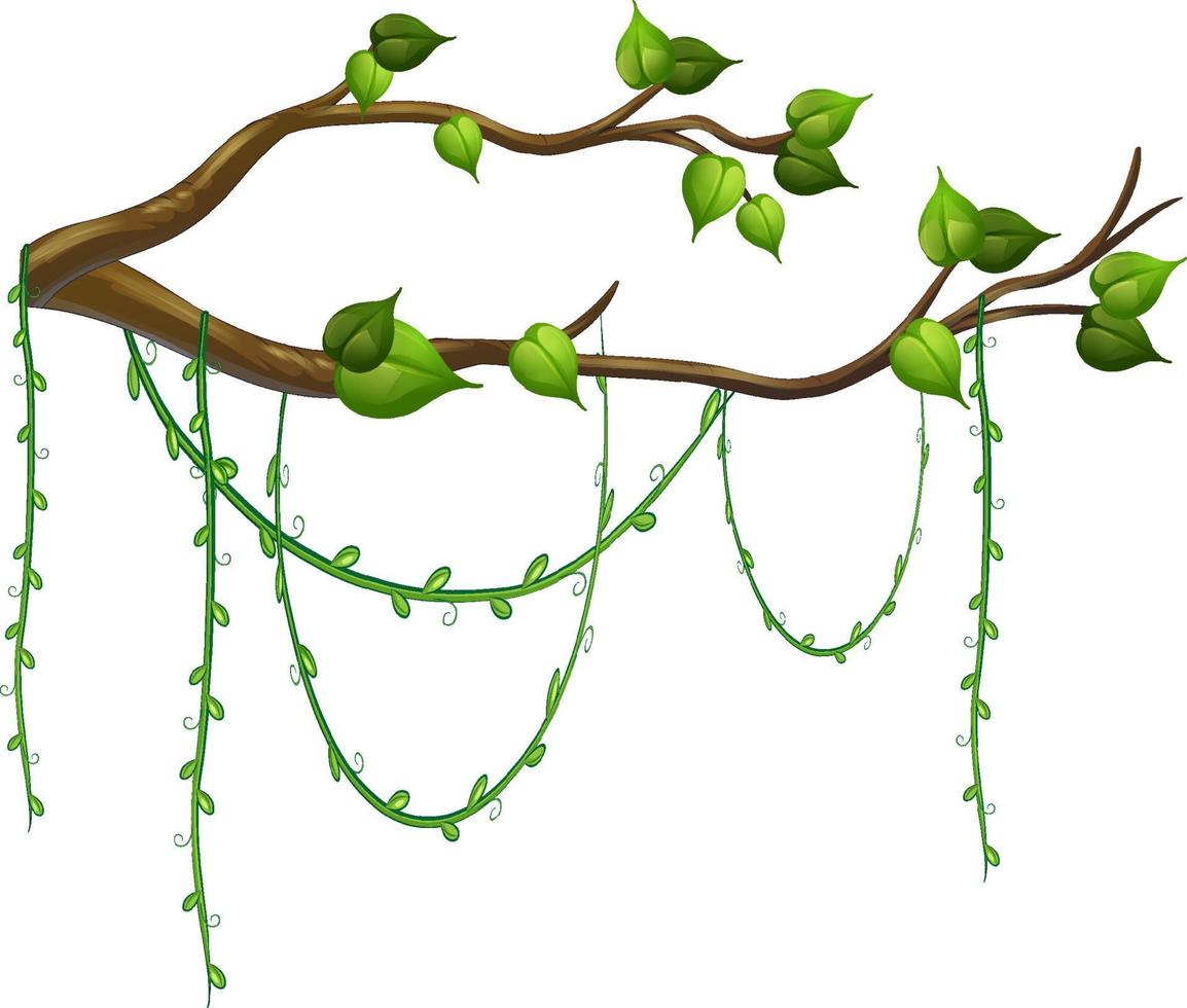 Tree branch with liana isolated vector