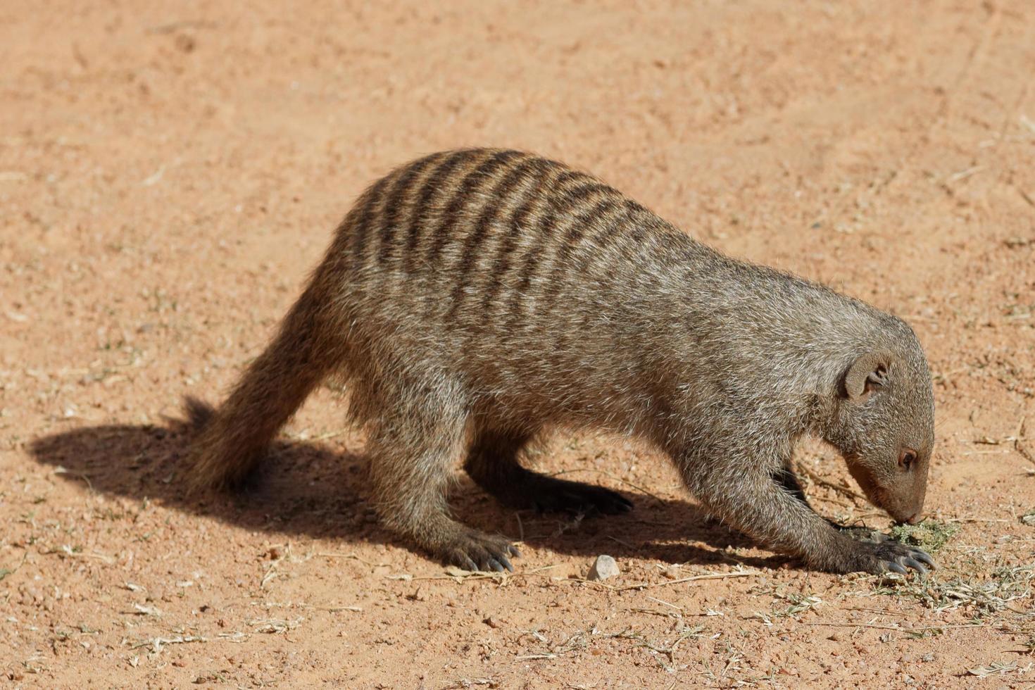 Cute Banded Mongoose 11477262 Stock Photo at Vecteezy