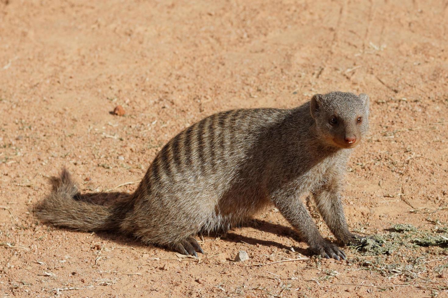 Cute Banded Mongoose photo
