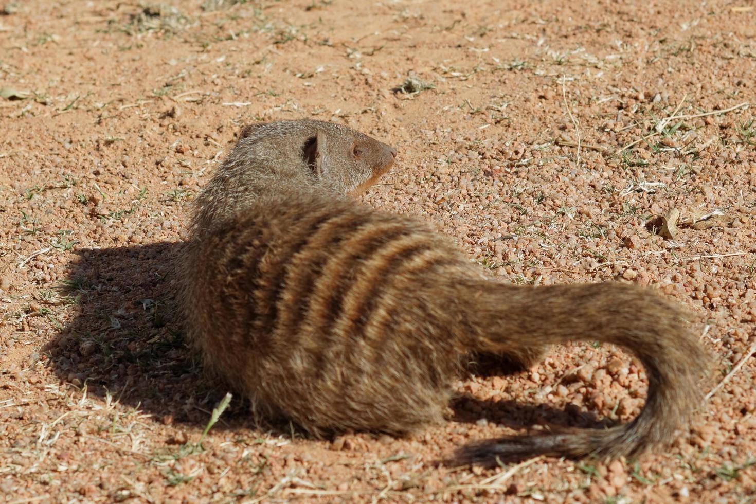 Cute Banded Mongoose 11477267 Stock Photo at Vecteezy