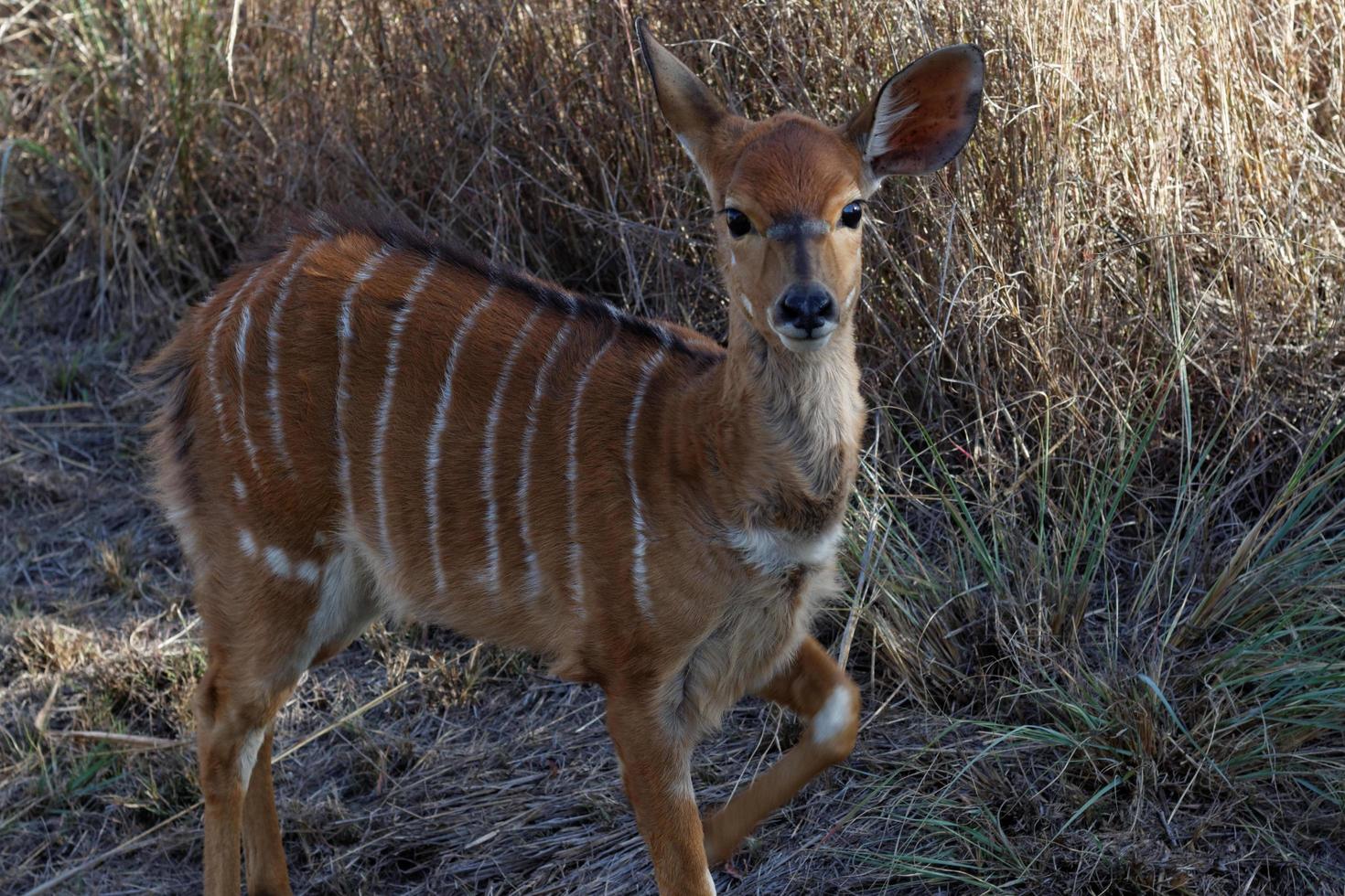 Young Nyala Ewe photo