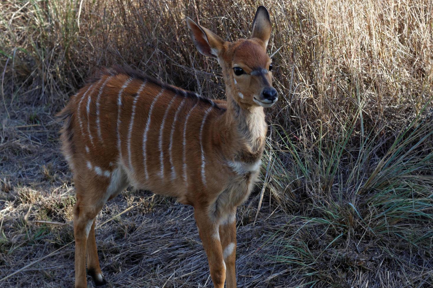 Young Nyala Ewe photo