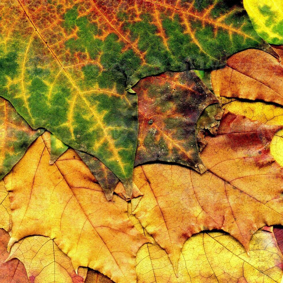 Detailed Fall Maple Leaf Texture 11477928 Stock Photo at Vecteezy