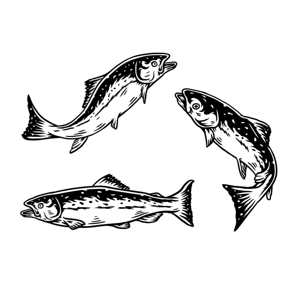 conjunto de salmón, aislado sobre fondo blanco vector
