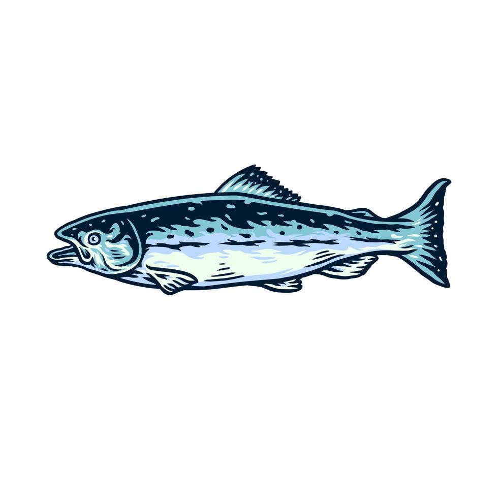 Vector illustration of salmon fish, and drawn line style with digital color