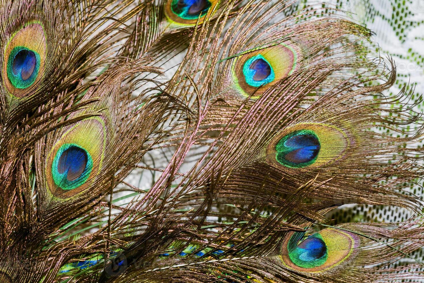 Peacock Feather Macro 11479754 Stock Photo at Vecteezy