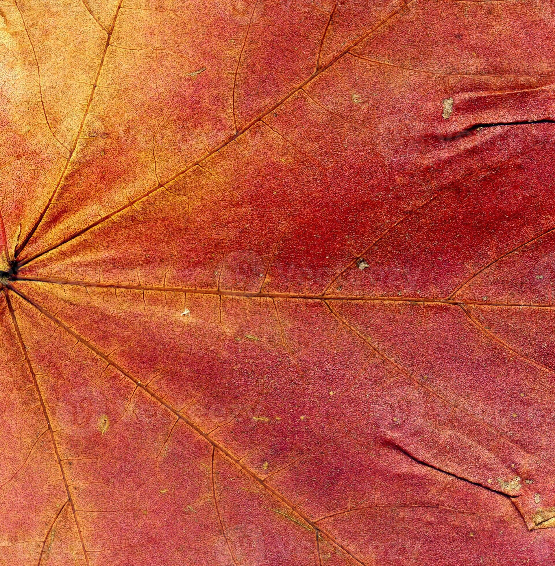 Detailed Fall Maple Leaf Texture 11480066 Stock Photo at Vecteezy