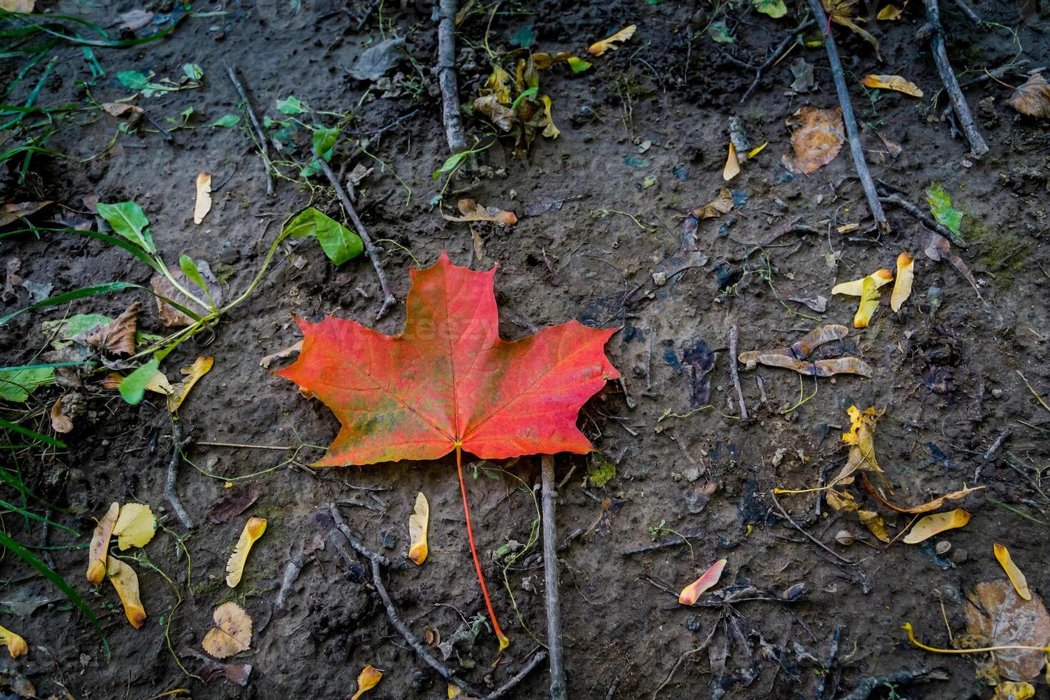 Big Red Maple Leaf 11480239 Stock Photo At Vecteezy Big Red Maple Leaf 11480239 Stock Photo At Vecteezy