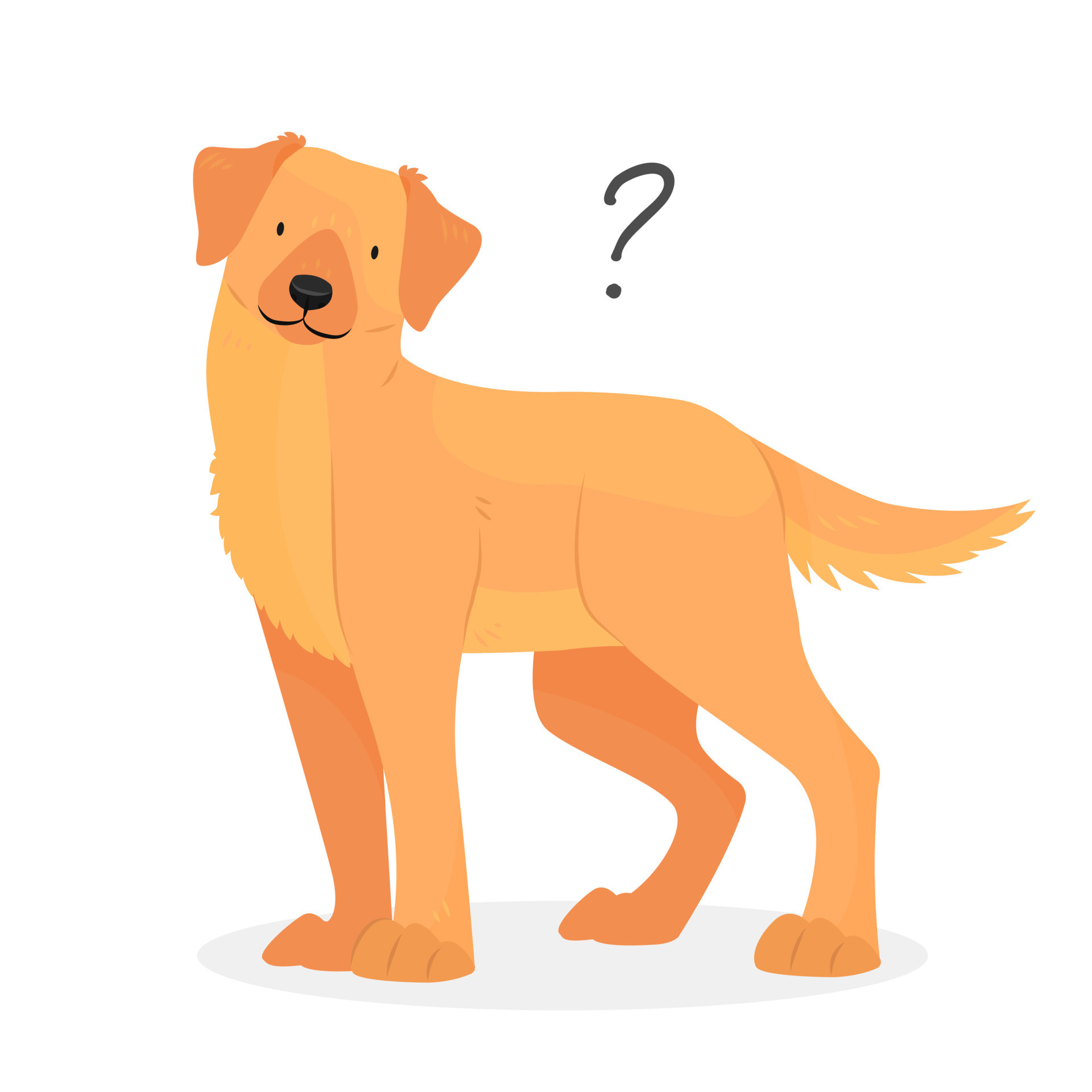 A Labrador or golden retriever dog with a question mark. Dog question