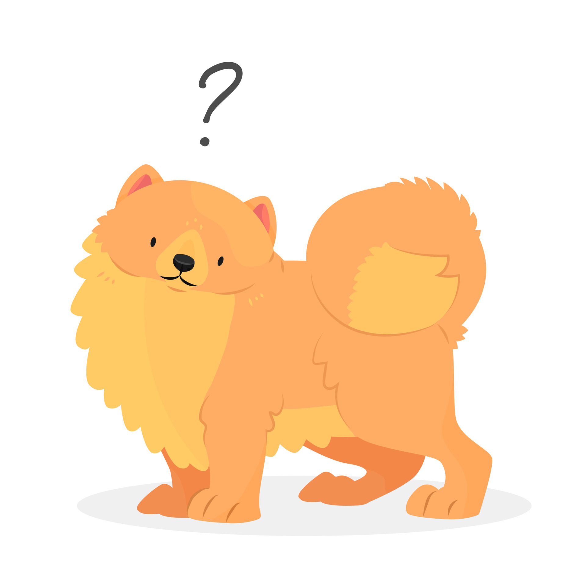 un perro pomeranian spitz con un signo de interrogación. pregunta de