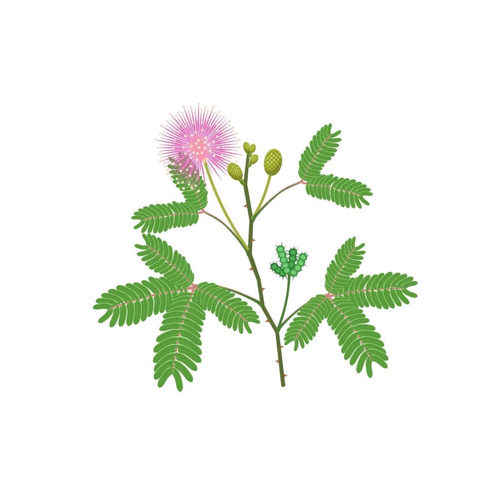 Vector illustration of sensitive plant or Mimosa pudica, isolated on white background.