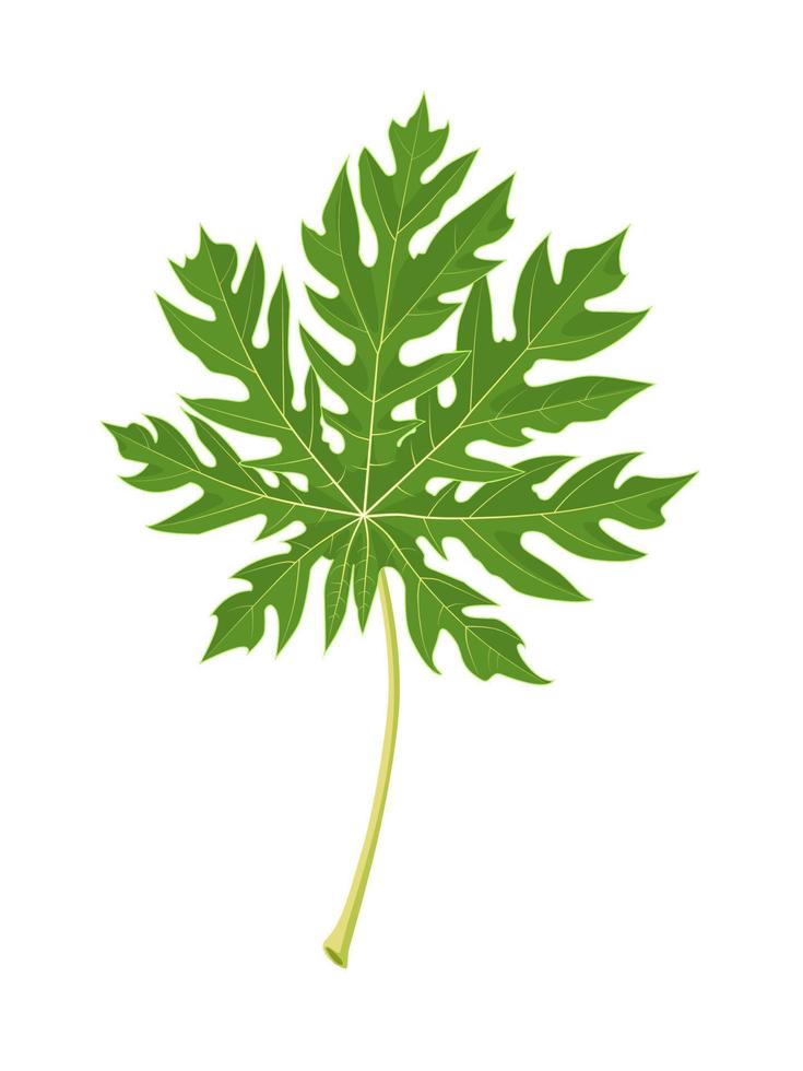 Vector illustration, papaya leaf isolated on white background.
