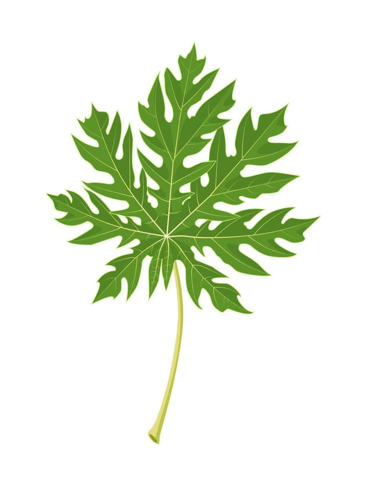 ilustración vectorial, hoja de papaya aislada sobre fondo blanco. vector