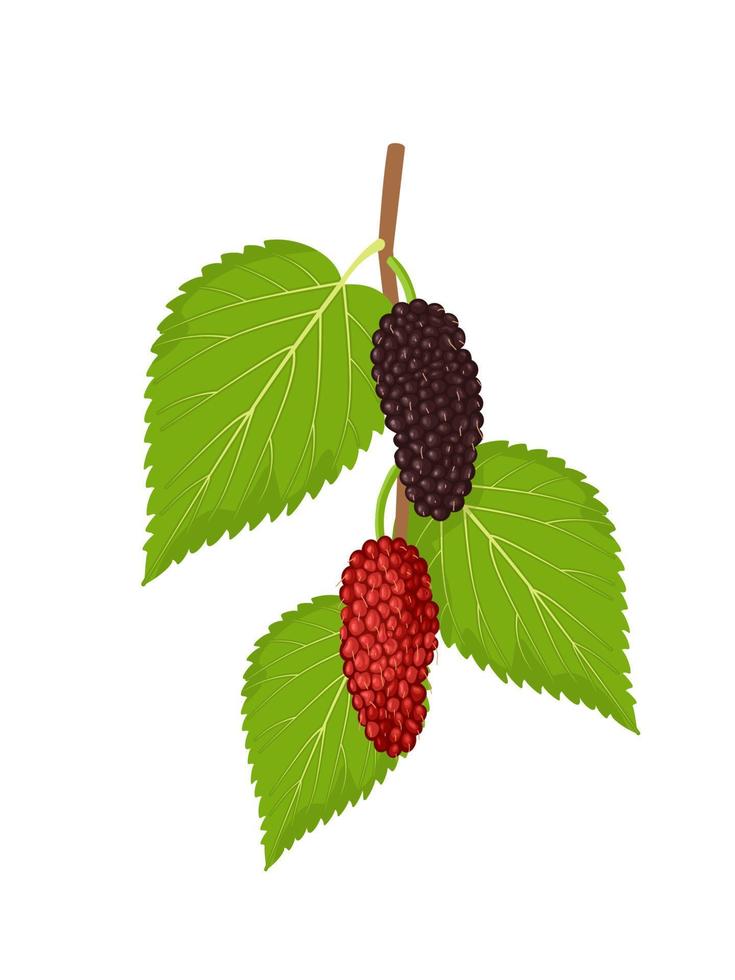 Vector illustration, mulberry fruit with green leaves, isolated on white background.