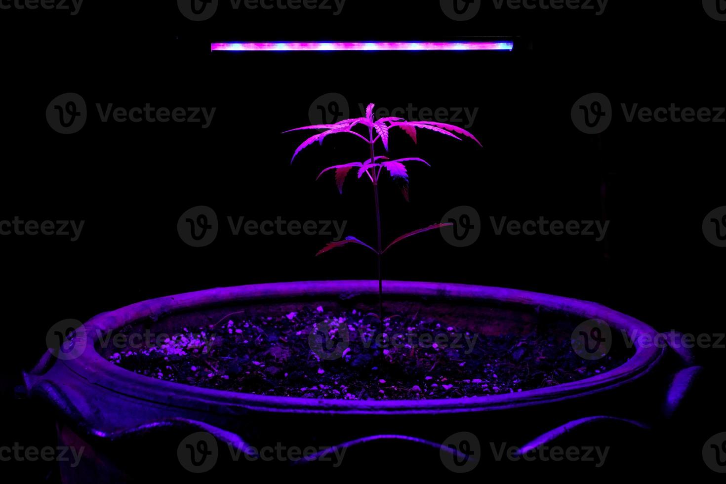 Sapling Marijuana growing in a plant pot with LED grow light photo