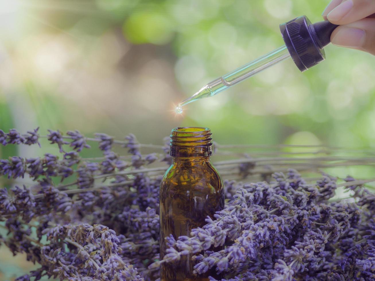 Lavender extract in small bottle near flowering lavender on wooden table with aromatherapy. Essential oil falling from glass dropper into organic bio alternative medicine, brown bottle feel relaxed. photo