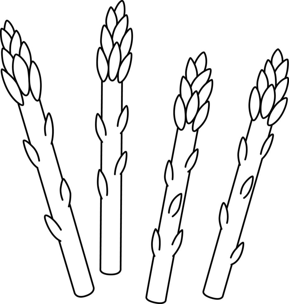 Asparagus Vegetable Isolated Coloring Page vector
