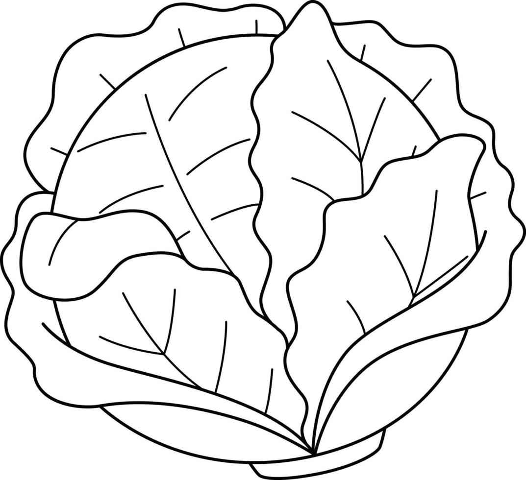 Cabbage Vegetable Isolated Coloring Page for Kids vector