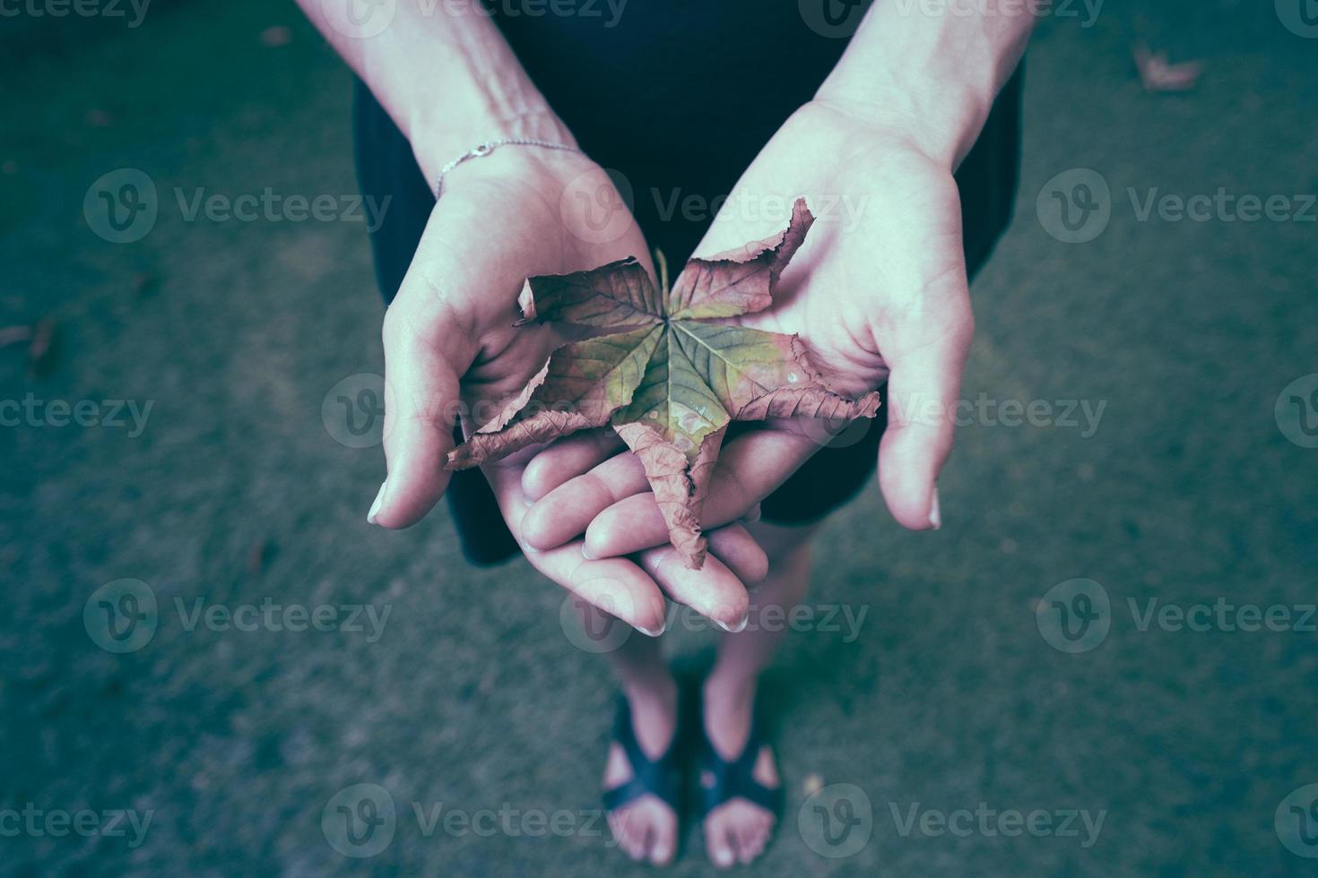 Yellow autumn leaves in the palm of a girl. photo