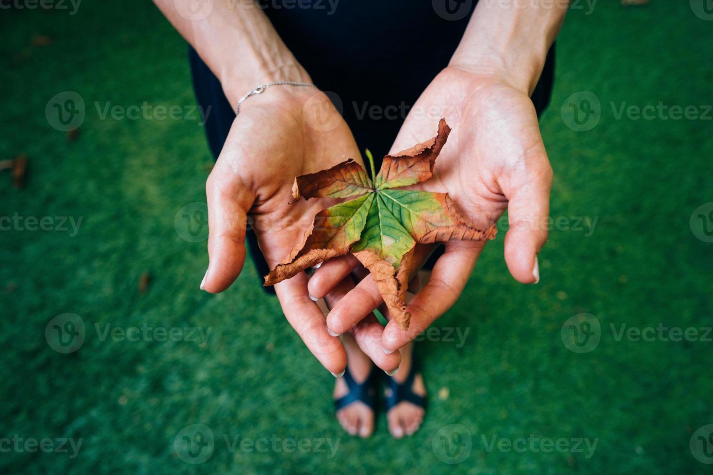 Yellow autumn leaves in the palm of a girl. photo