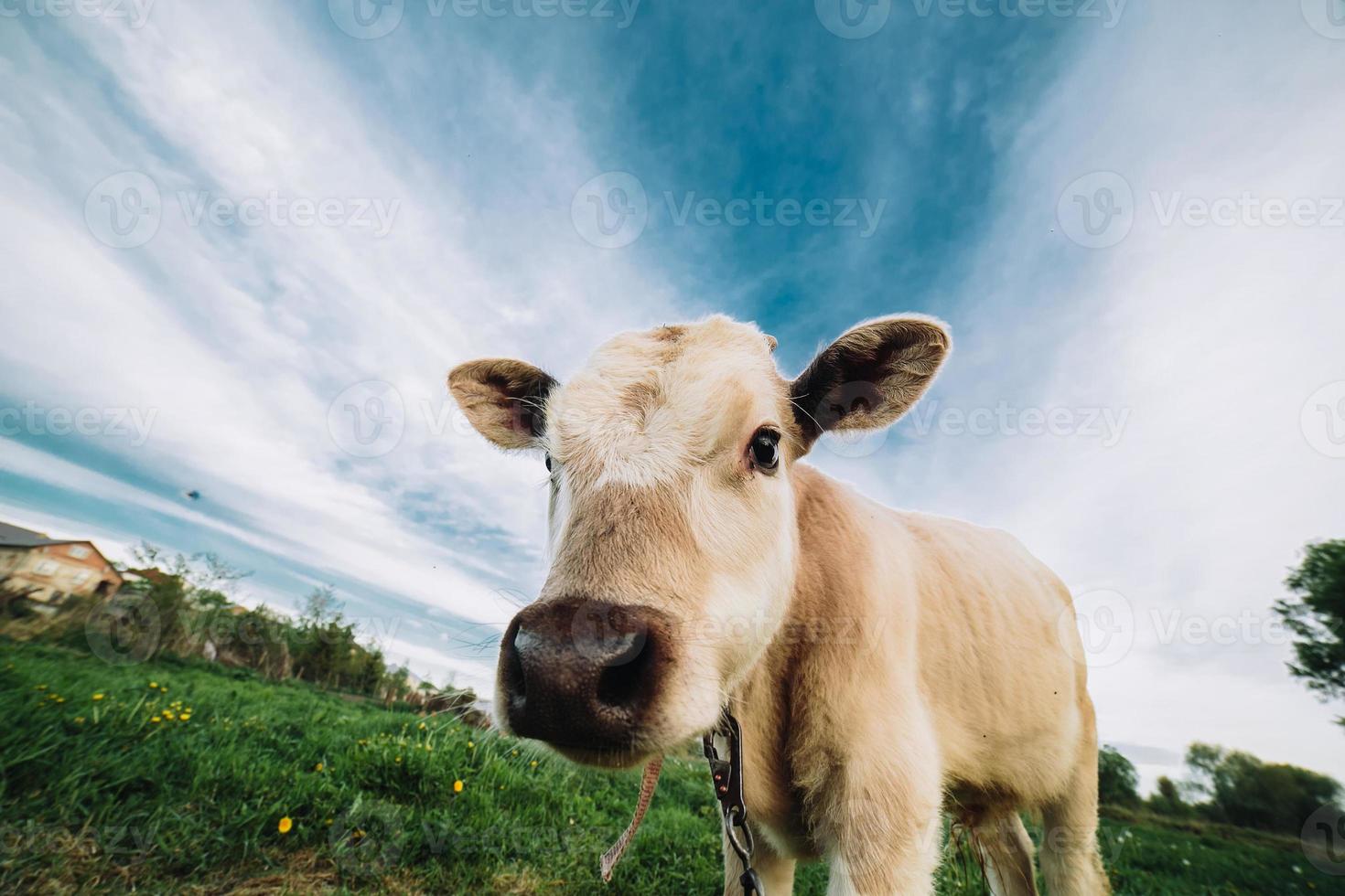 Young cow looking directly at the camera photo