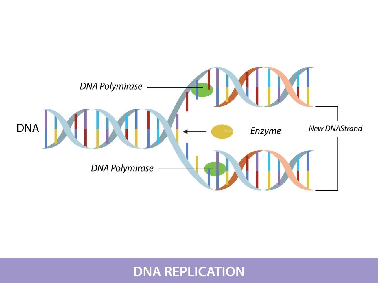 DNA replication. Education info graphic vector