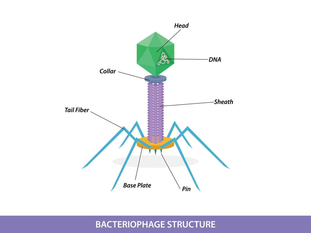 Structure of typical bacteriophage virus vector