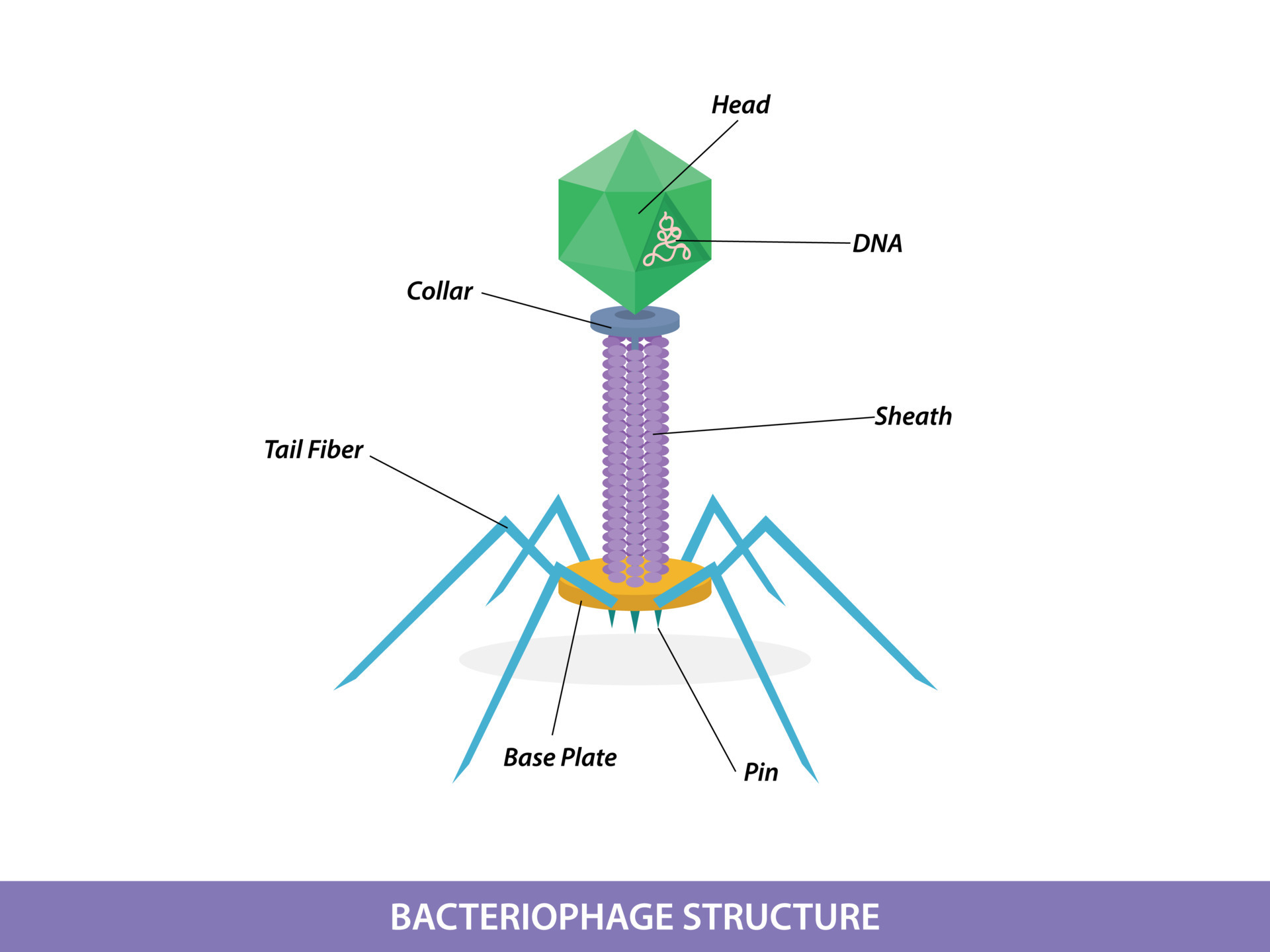 Structure of typical bacteriophage virus 11490577 Vector Art at Vecteezy