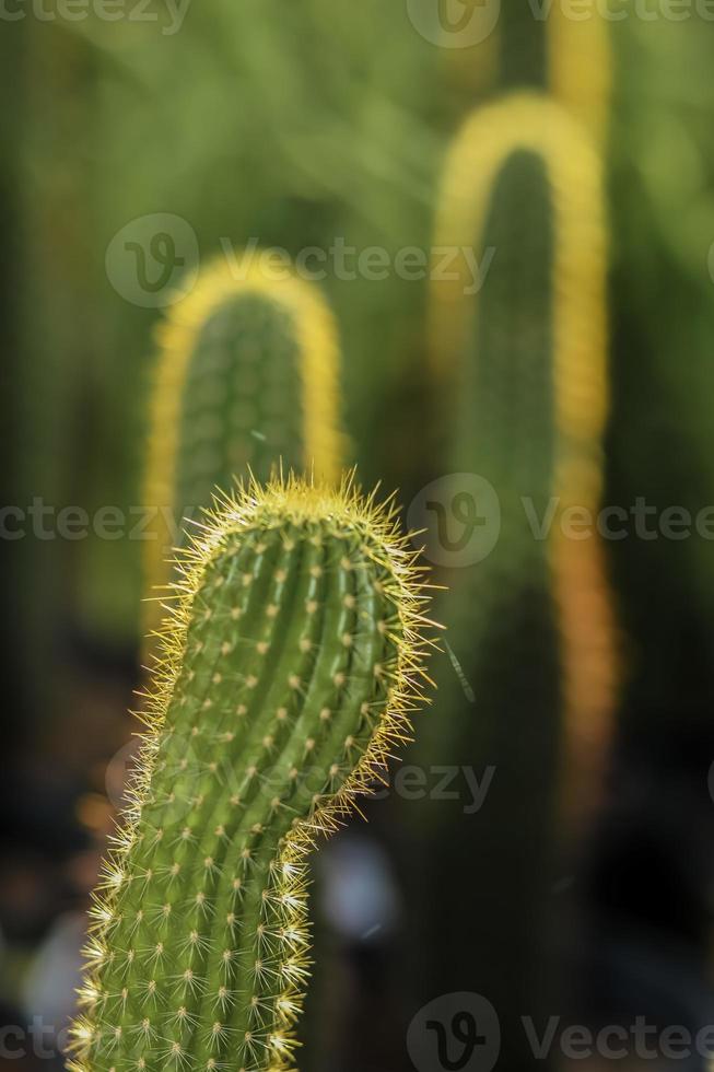 brotes de cactus antorcha foto