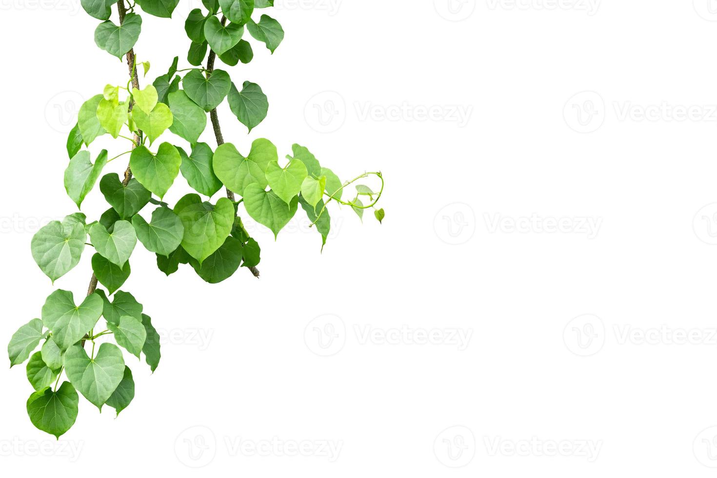 Twisted jungle vineslip creeper vine Telosma cordata with heart shaped green leaves  isolated on white background, clipping path included photo