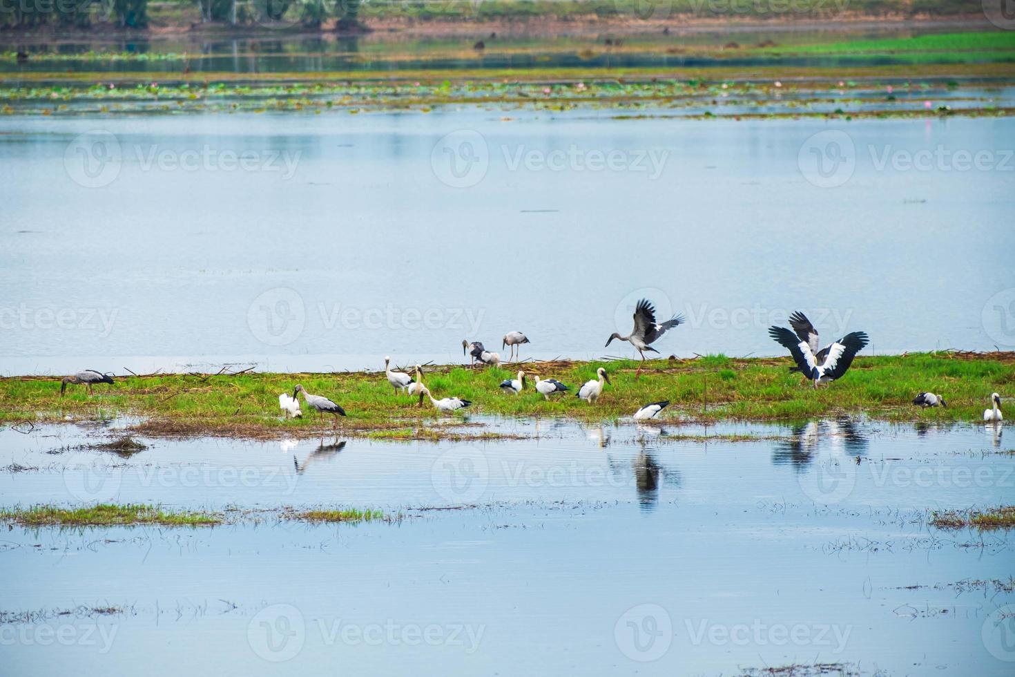 Asian openbill stork Anastomus oscitans is a large wading bird in the stork family Ciconiidae. This distinctive stork is found mainly in the Indian subcontinent and Southeast Asia photo