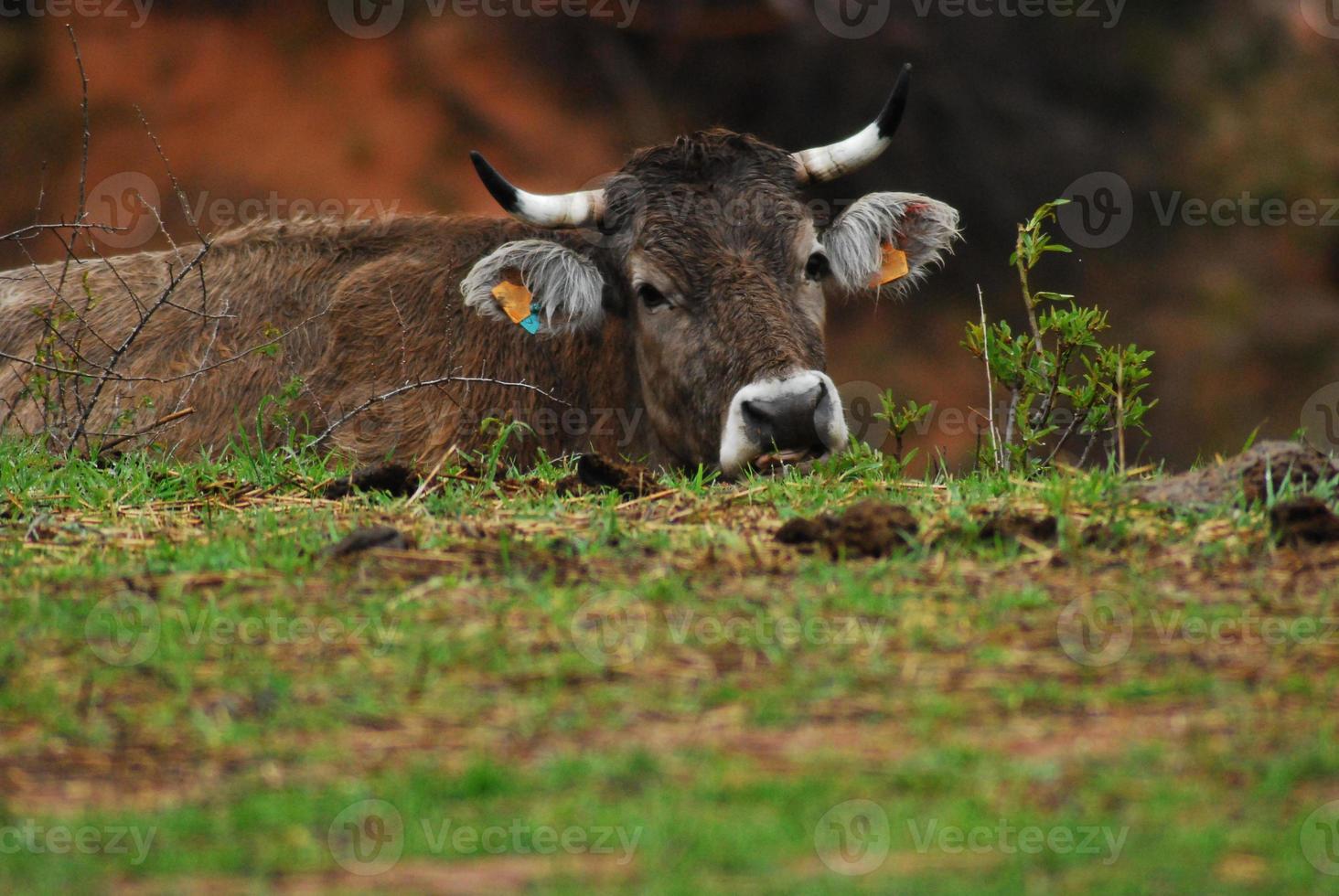 cow resting in a meadow photo