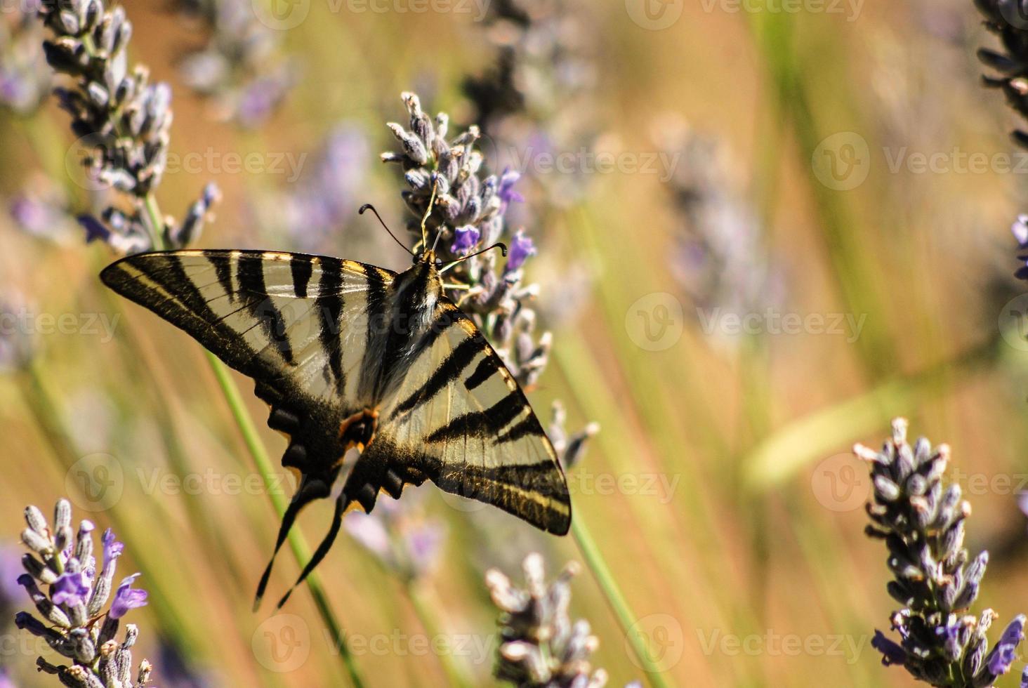 monarch butterfly on a lavender flower photo