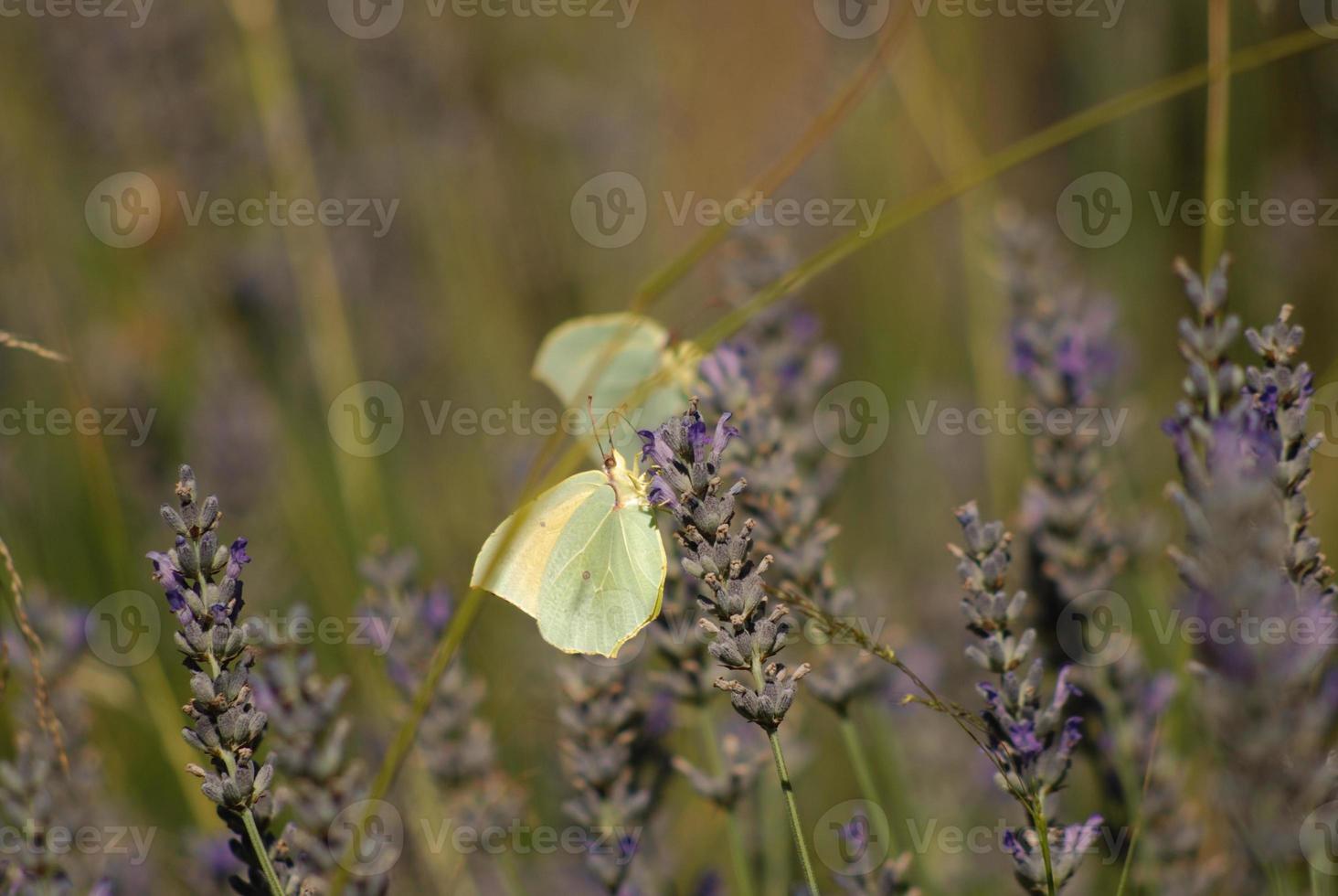 lemon butterfly sucking a lavender flower photo