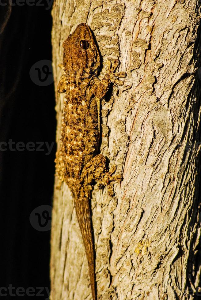 gecko on a tree trunk photo