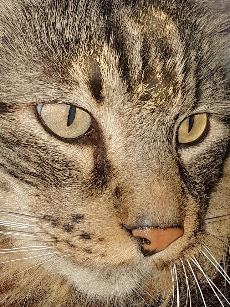 face of a tabby cat photo