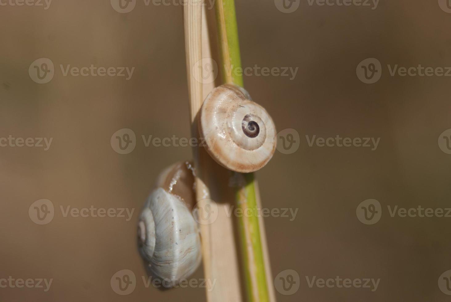 white snails on a branch of grass photo