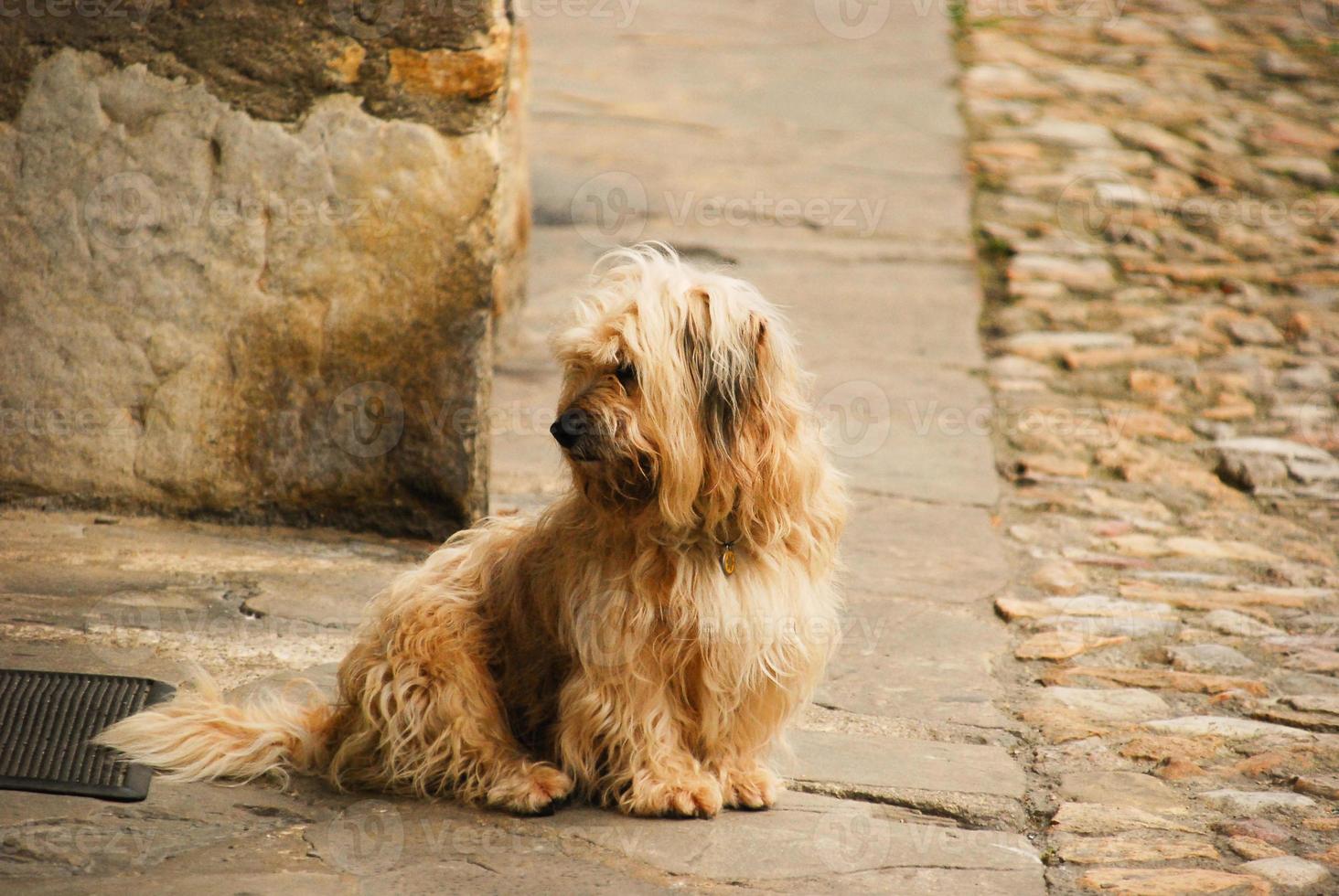 small dog sitting on the street photo