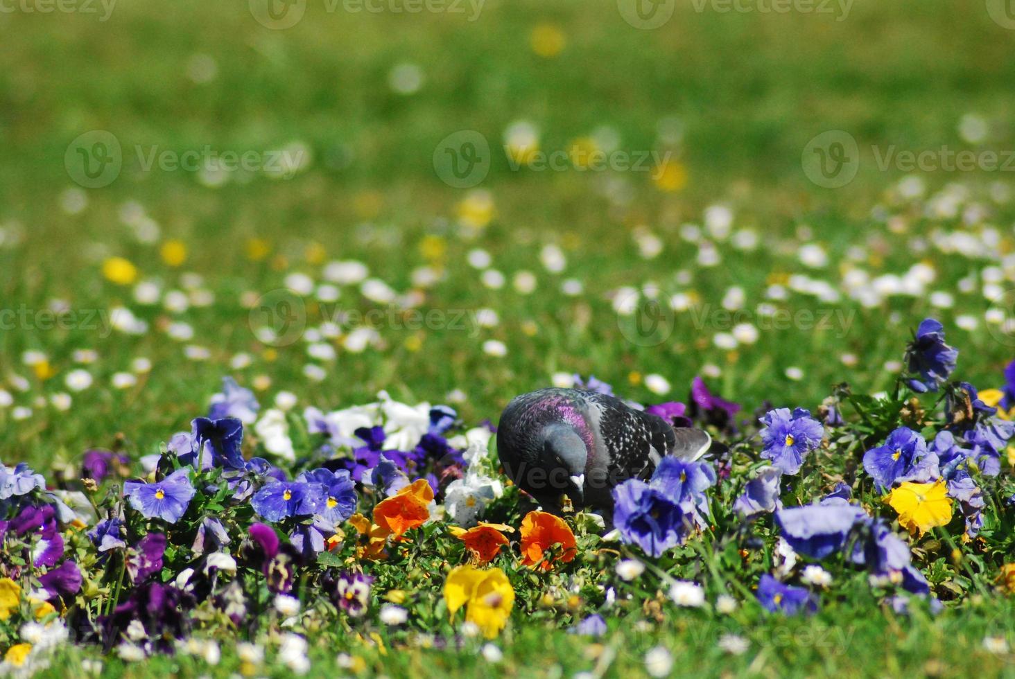 flowers in a field photo
