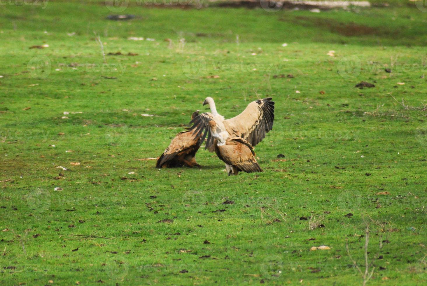 buitres peleando por comida foto