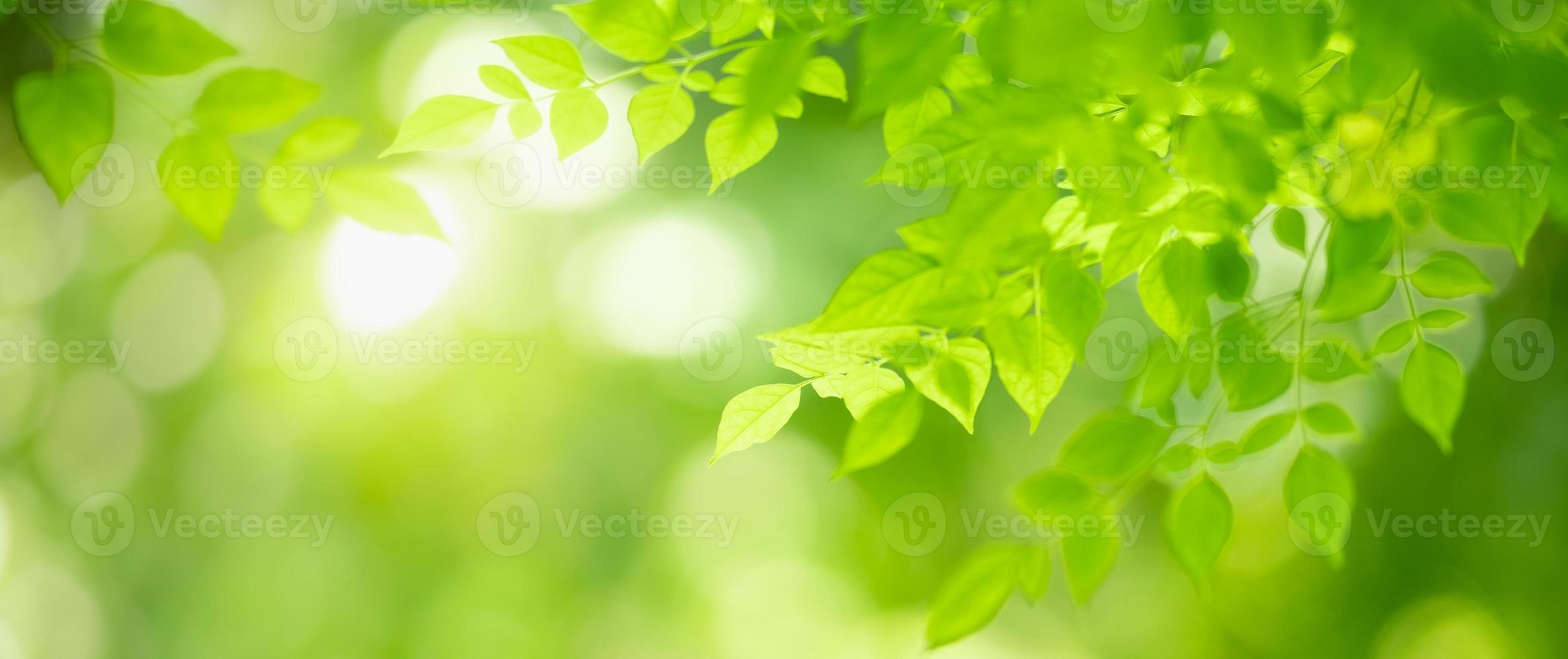 Closeup of beautiful nature view green leaf on blurred greenery background in garden with copy space using as background cover page concept. photo