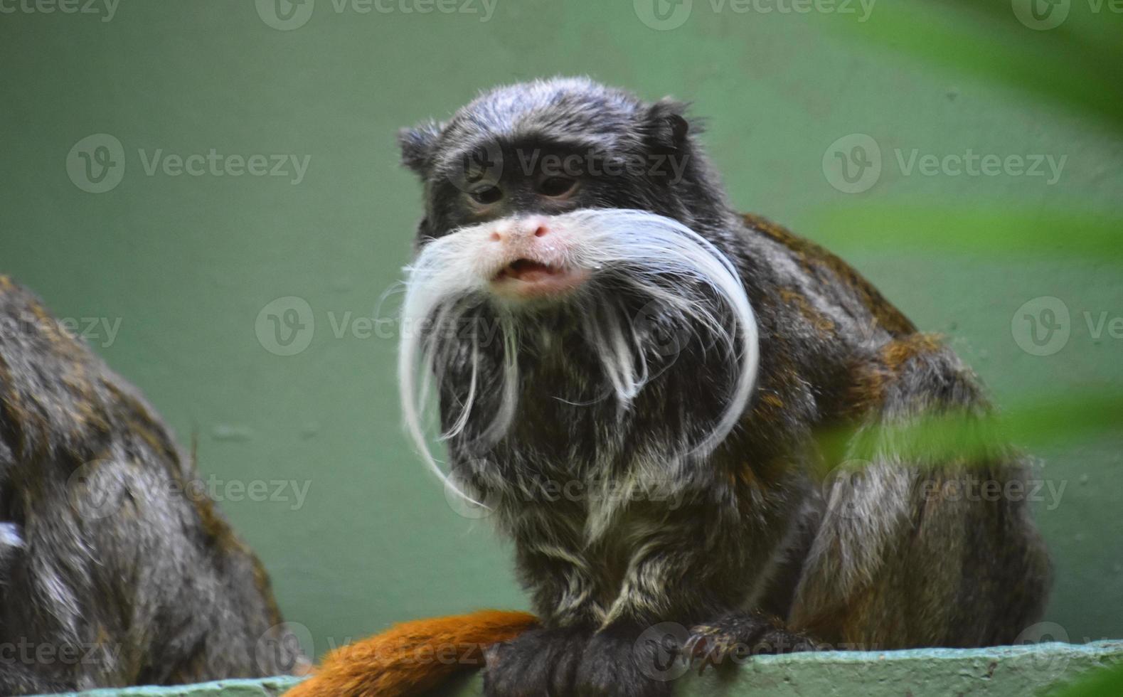 Emperor Tamarin Monkey with his Mouth Open photo