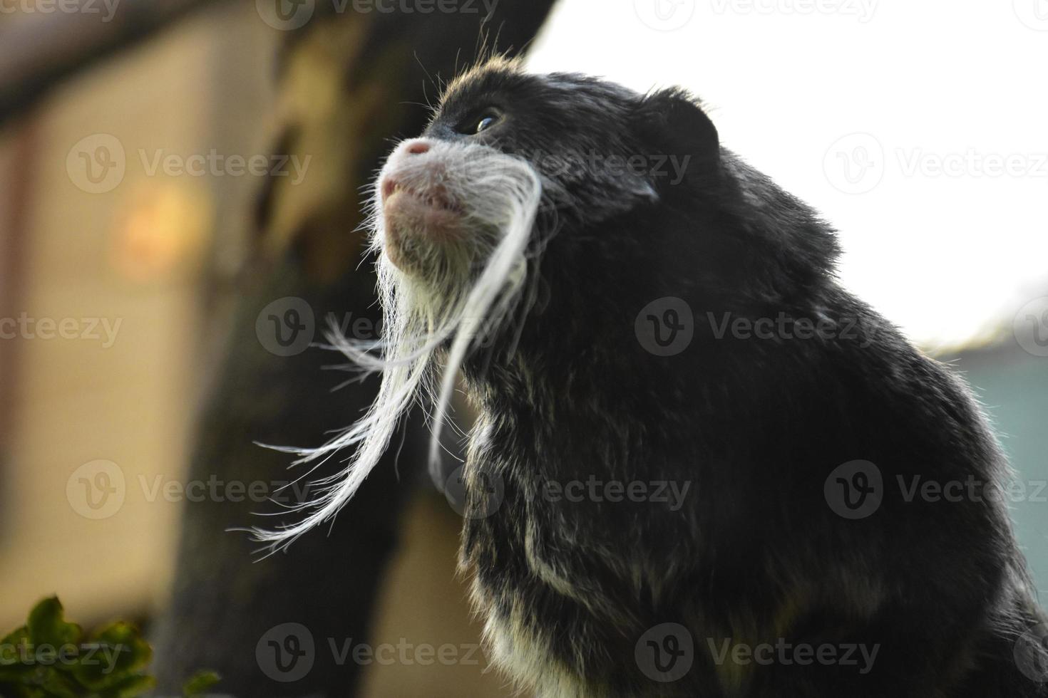 Terrific Capture of an Emperor Tamarin Monkey photo