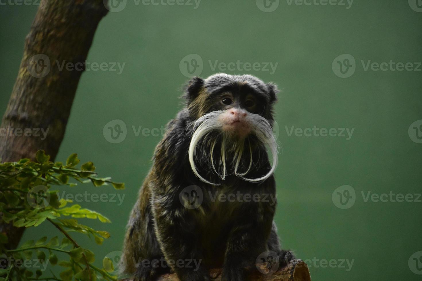 Emperor Tamarin Monkey with a Bull Beard photo