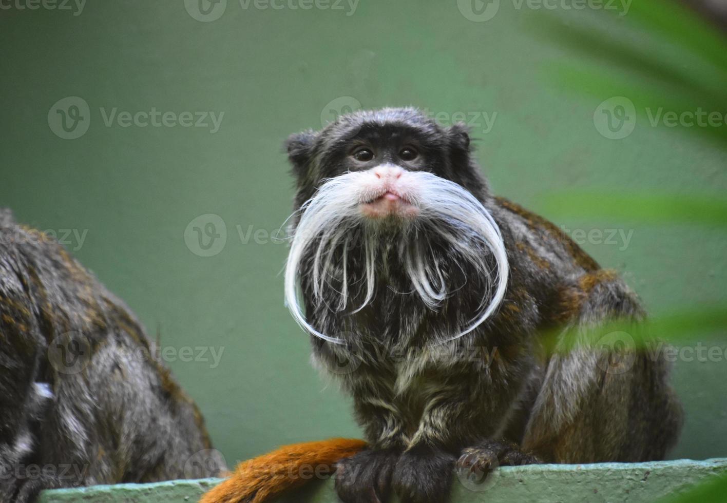 Bearded Tamarin Monkey Perched on a Shelf photo