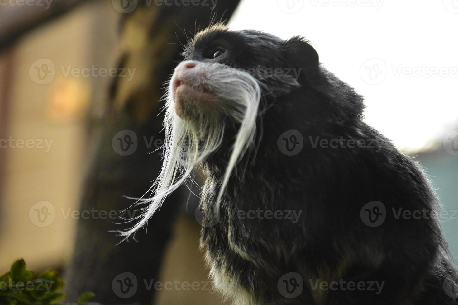 Side Profile of a Bearded Emperor Tamarin photo